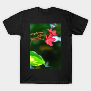 plumeria-flowers-frangipani-floral-red-blossoms-shirtyshirto-34 T-Shirt